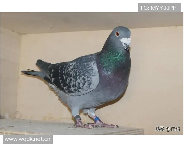 芬奇盛赞17号秀贝兰热：强硬风格与敏锐比赛感觉的完美结合