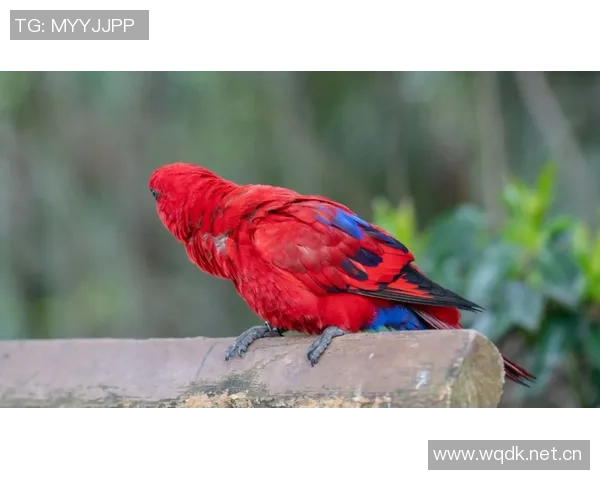 都柏林动物园为鹦鹉命名帕洛特引发热议带队杀入附加赛